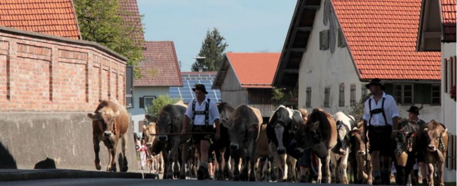 Viehscheid in Ruderatshofen